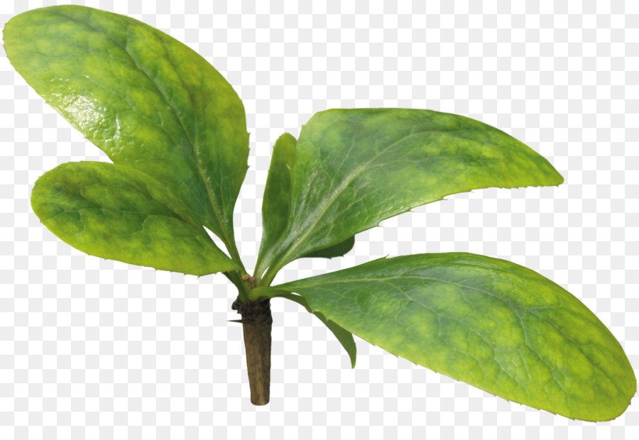 Planta Verde，Folhas PNG