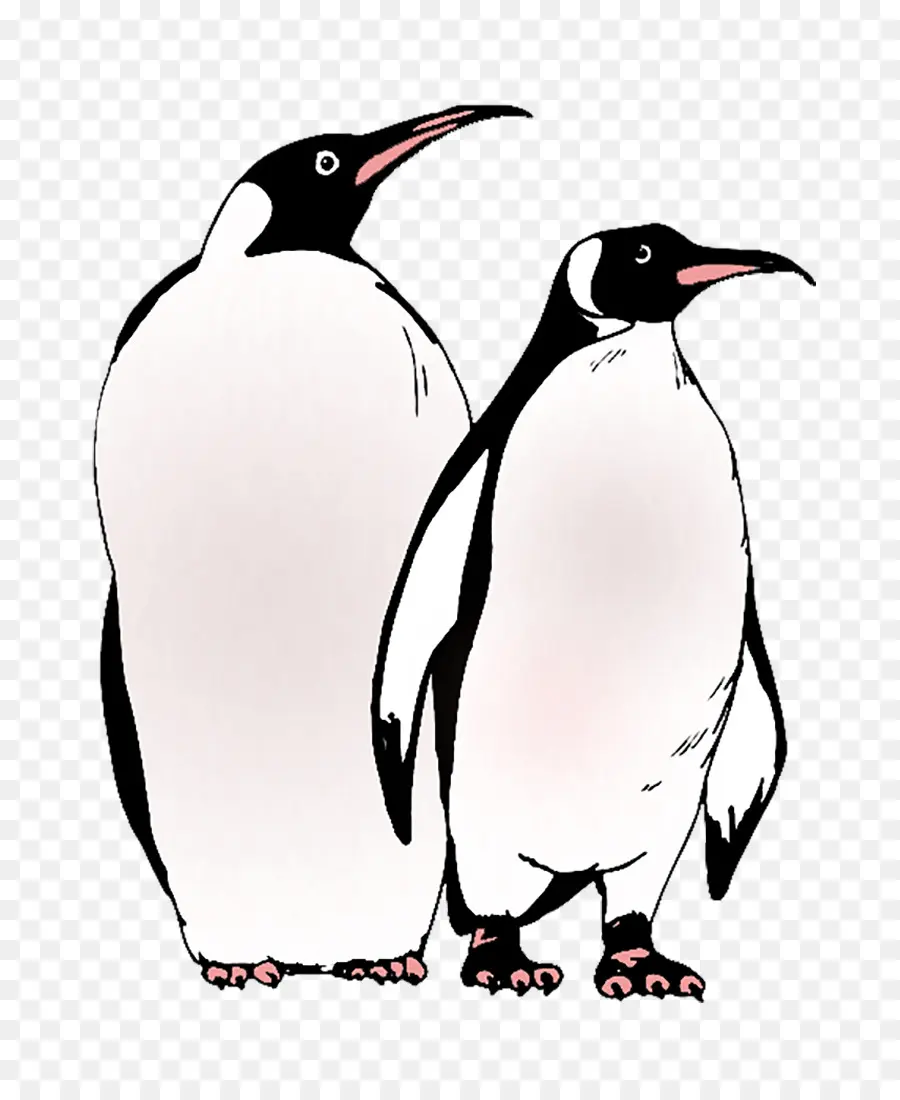 Mr Popper Pinguins，Penguin PNG