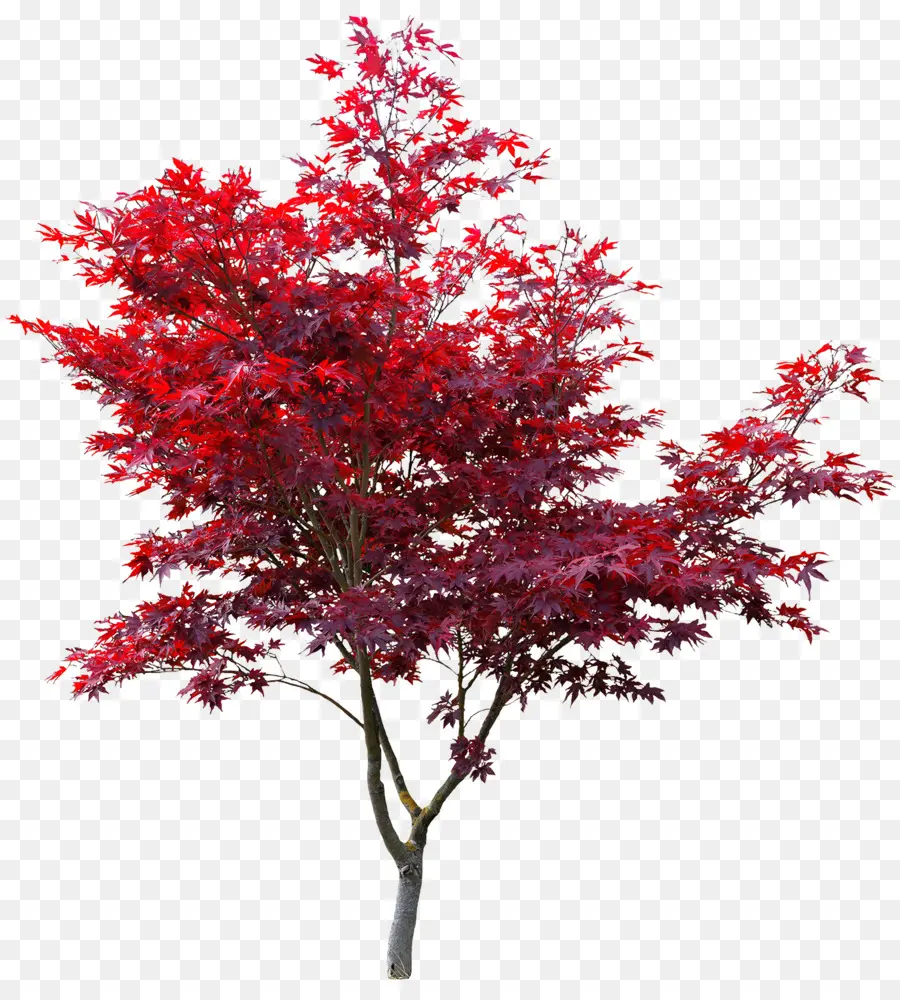 Japonês Maple，Red Maple PNG