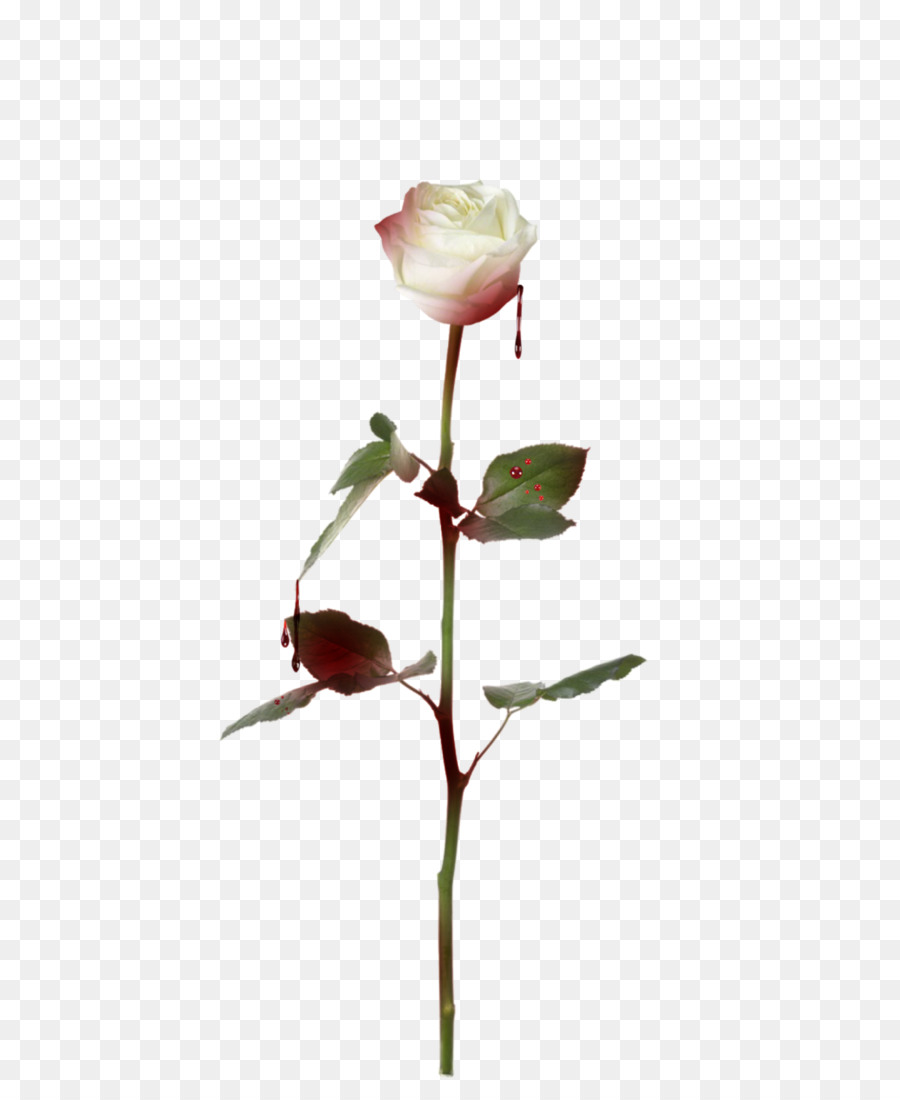 Rosa Rosa，Florescer PNG