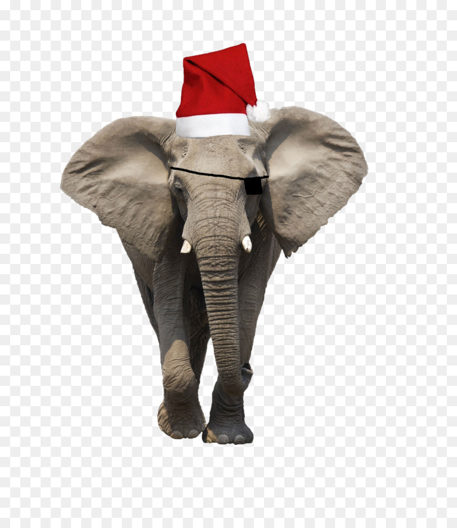 Elefante，Chapéu De Papai Noel PNG