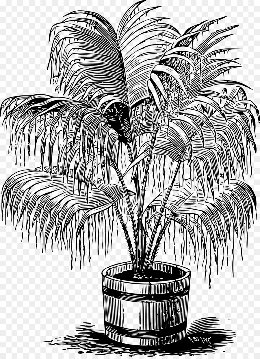 Planta Em Vaso，Plantar PNG