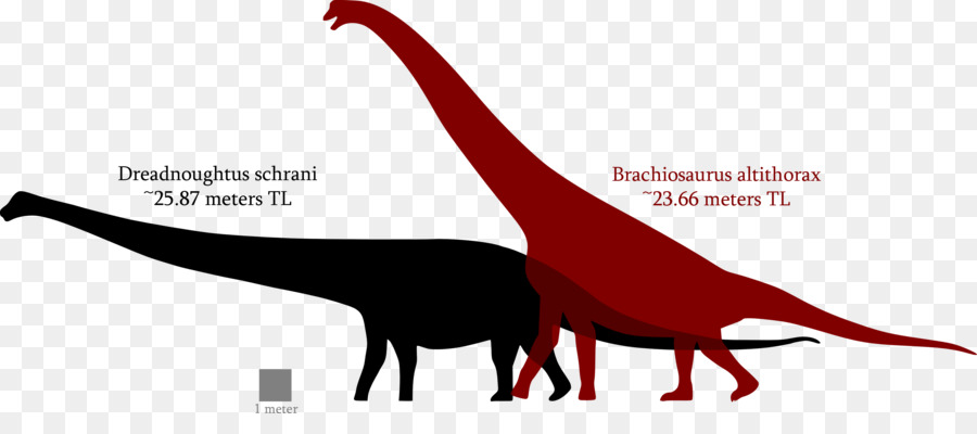 Rhamphorhynchus，Dreadnoughtus PNG