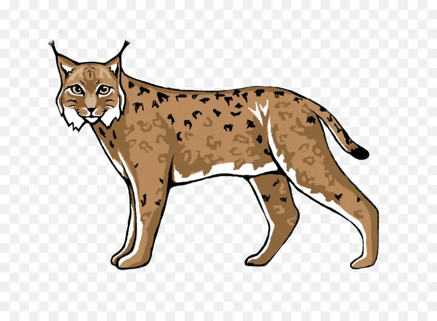 Wildcat，Lince PNG