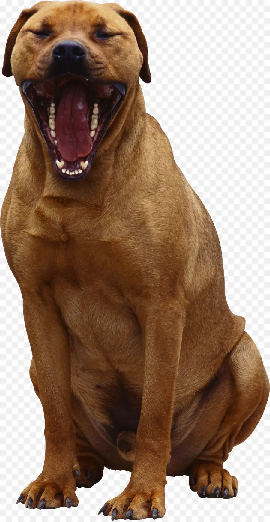 Cachorro Bocejando，Cachorro PNG