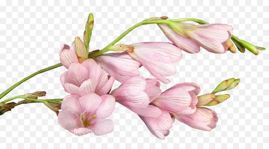 Flores Cor De Rosa，Filial PNG