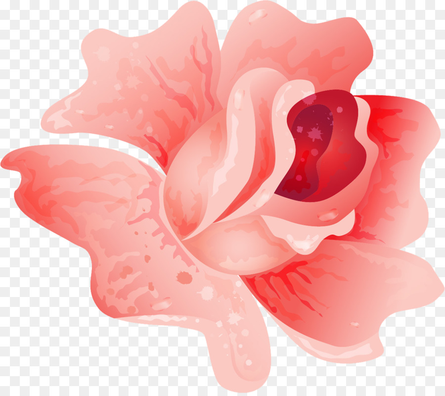 Rosa Rosa，Florescer PNG