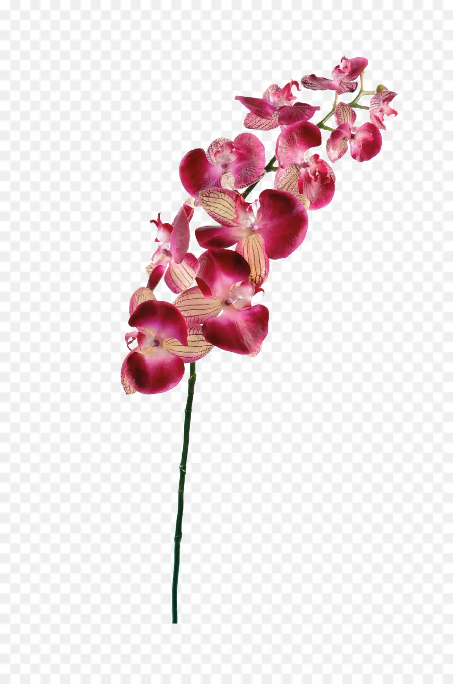 Orquídea Rosa，Tronco PNG