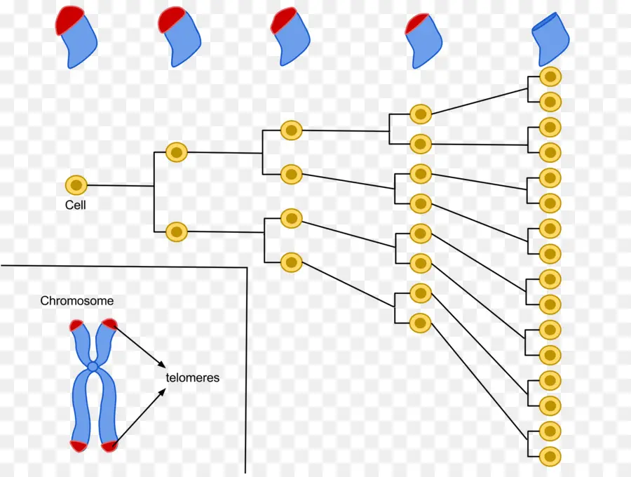 Diagrama De Divisão Celular，Cromossoma PNG