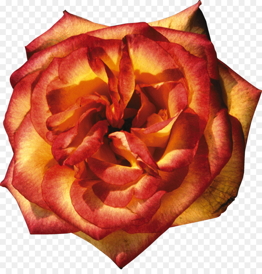 Rosa Preta E Branca，Rosa PNG