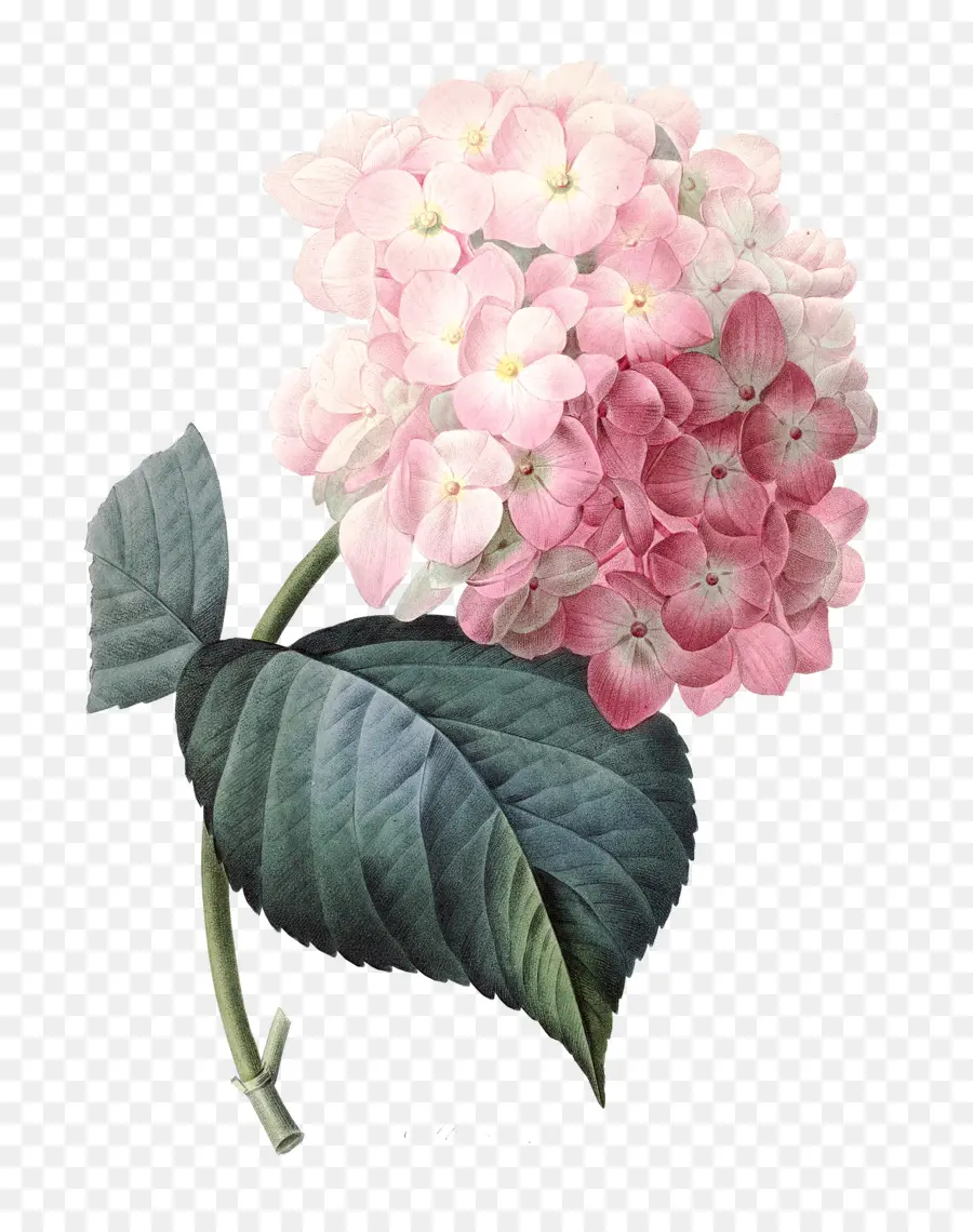 Francês Hortênsia，Flores Cor De Rosa PNG