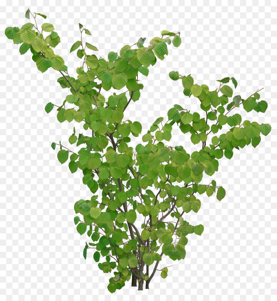 árvore，Planta PNG