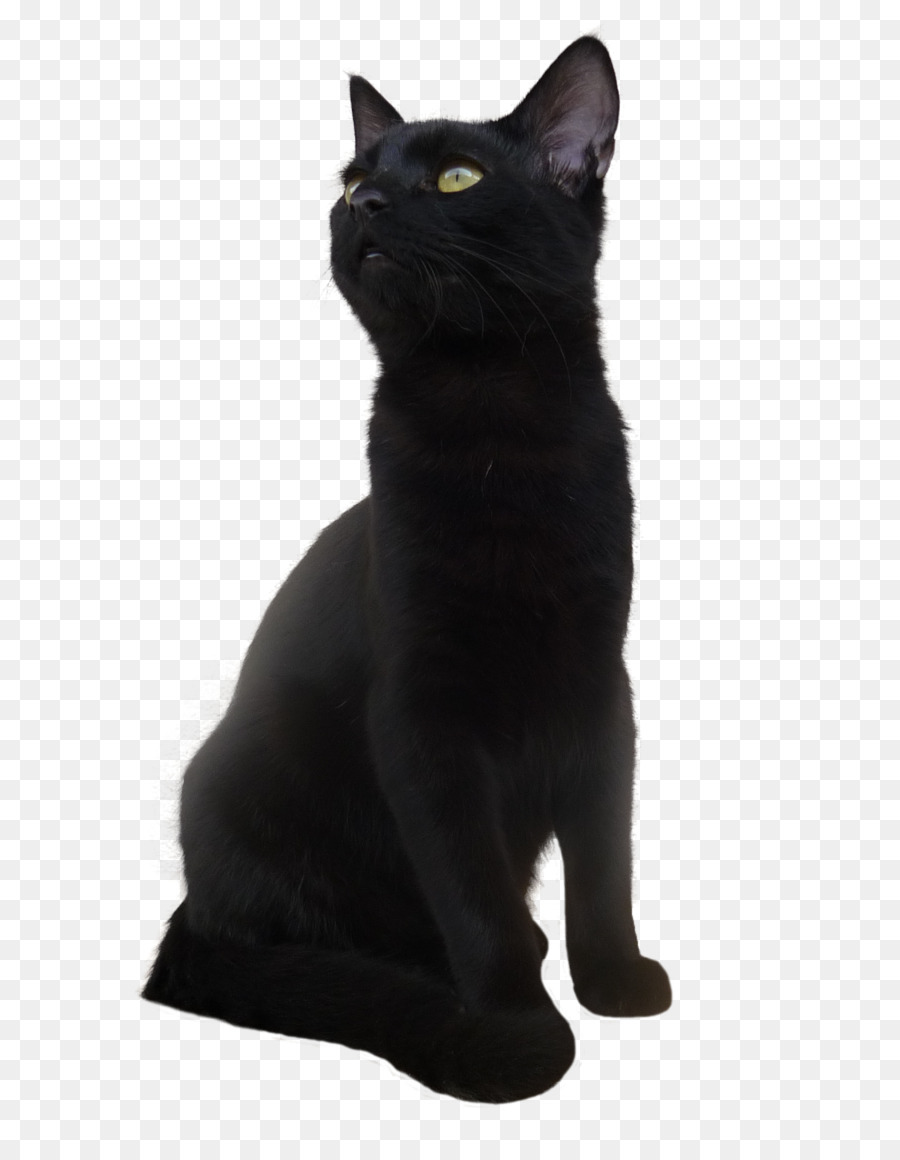 Gato Preto，Bicho De Estimação PNG