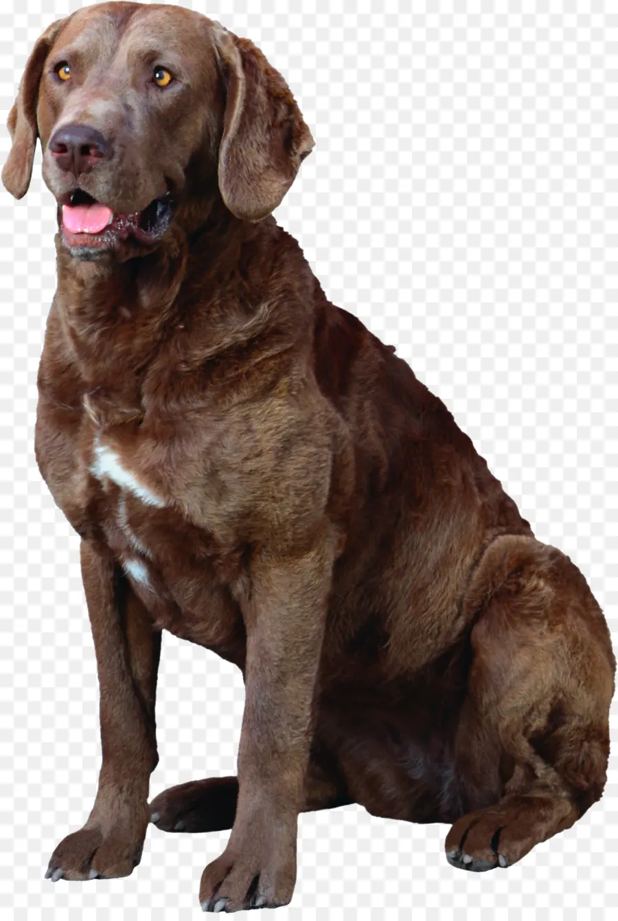 Cachorro Marrom，Bicho De Estimação PNG