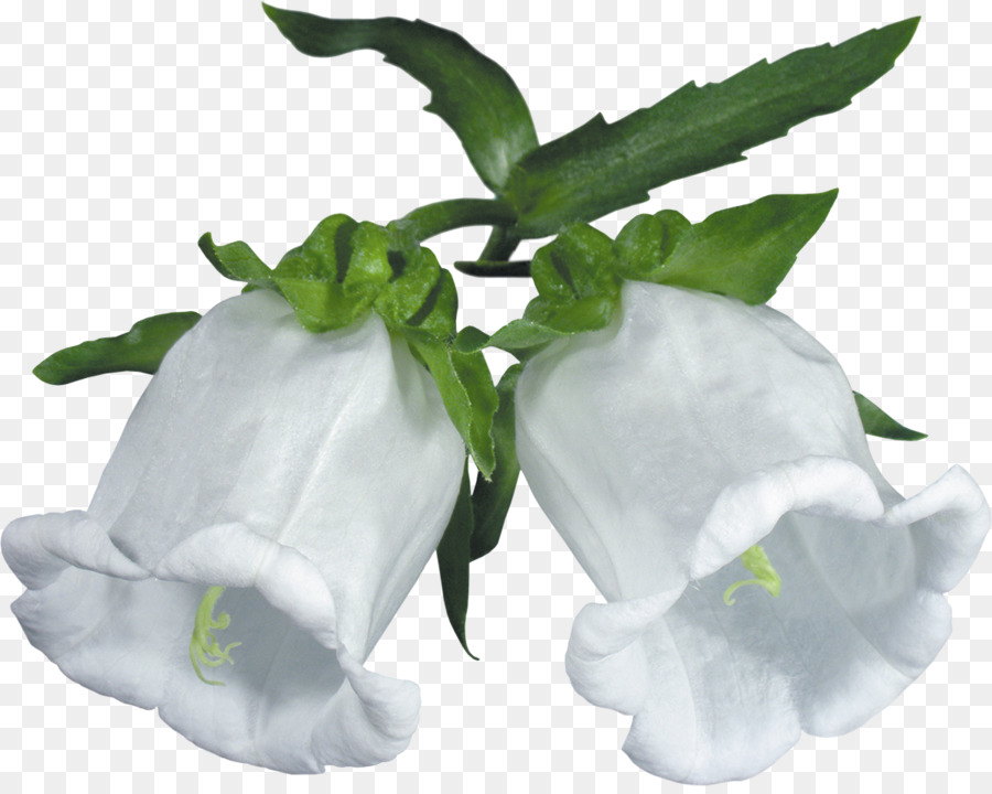 Flores Brancas，Folhas Verdes PNG