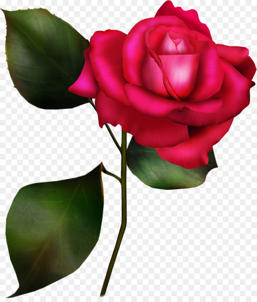 Rosa，Arte PNG