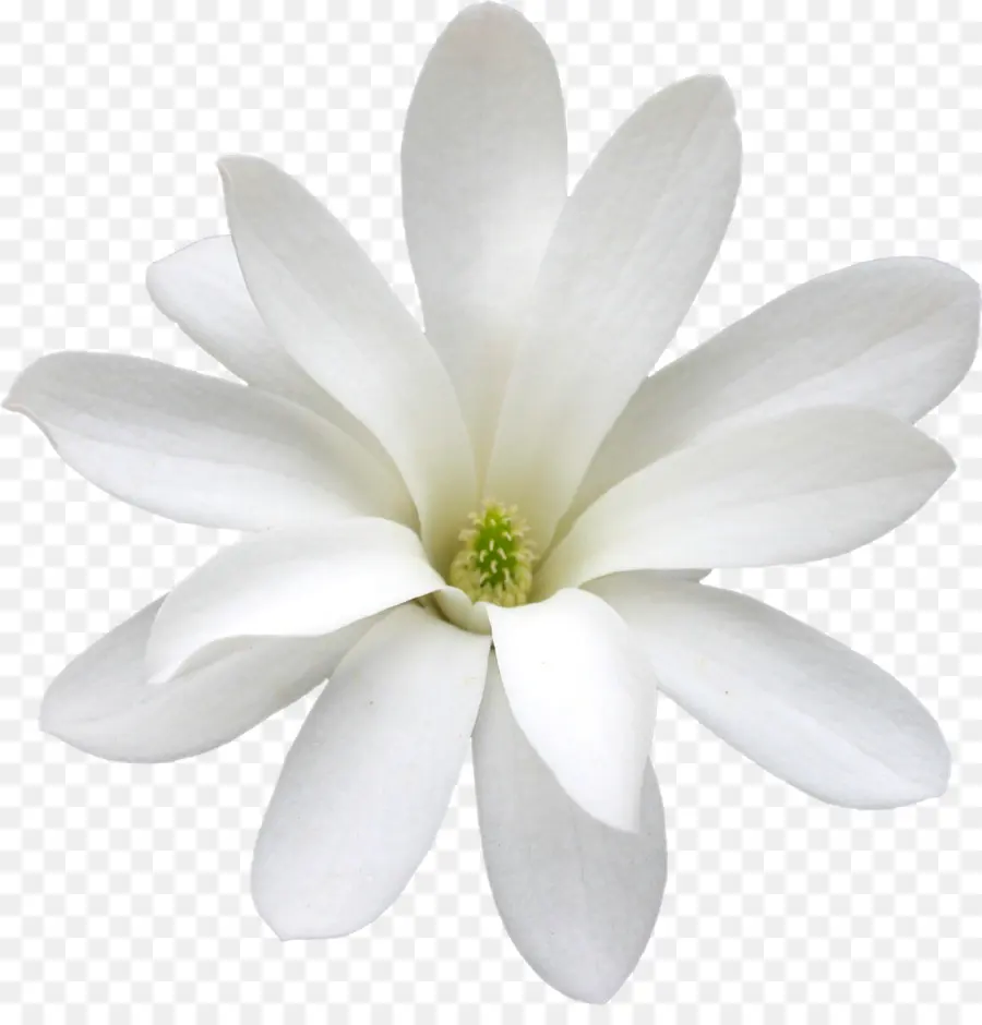 Flor Branca，Florescer PNG