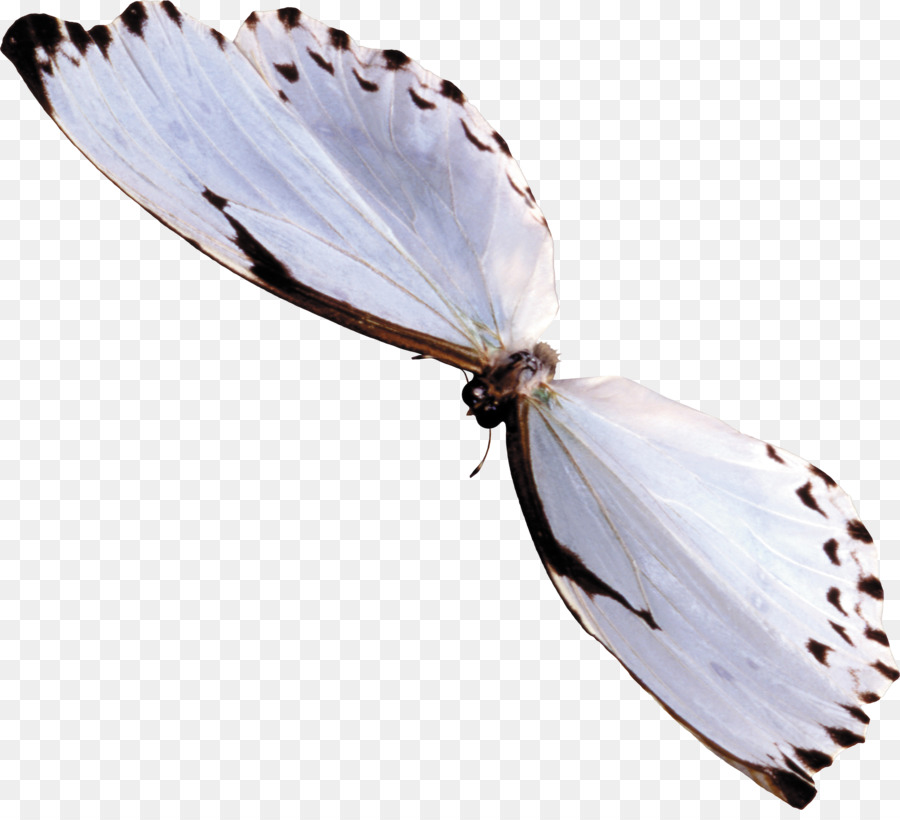 Borboleta，Inseto PNG