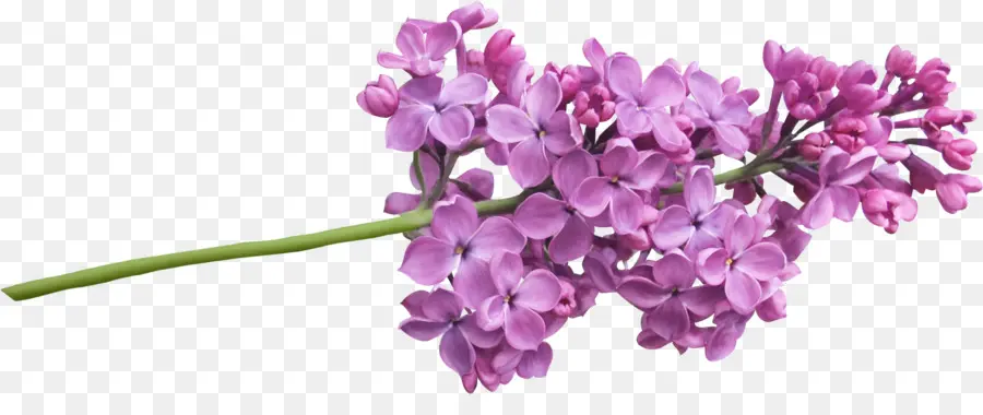 Flores Lilás，Filial PNG