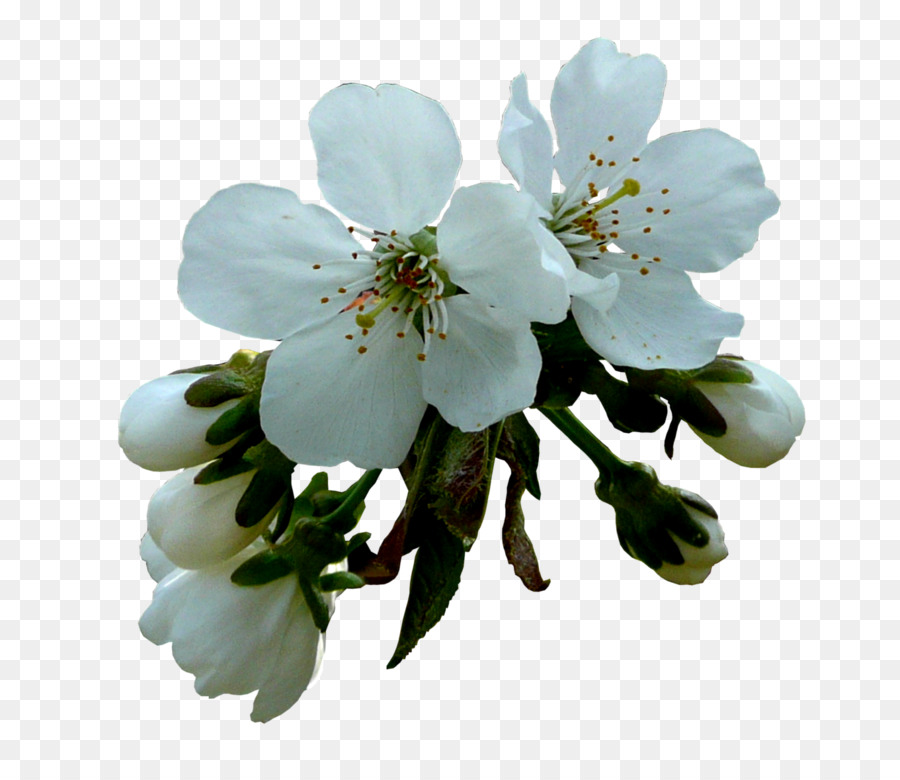 Flor De Cerejeira，Filial PNG