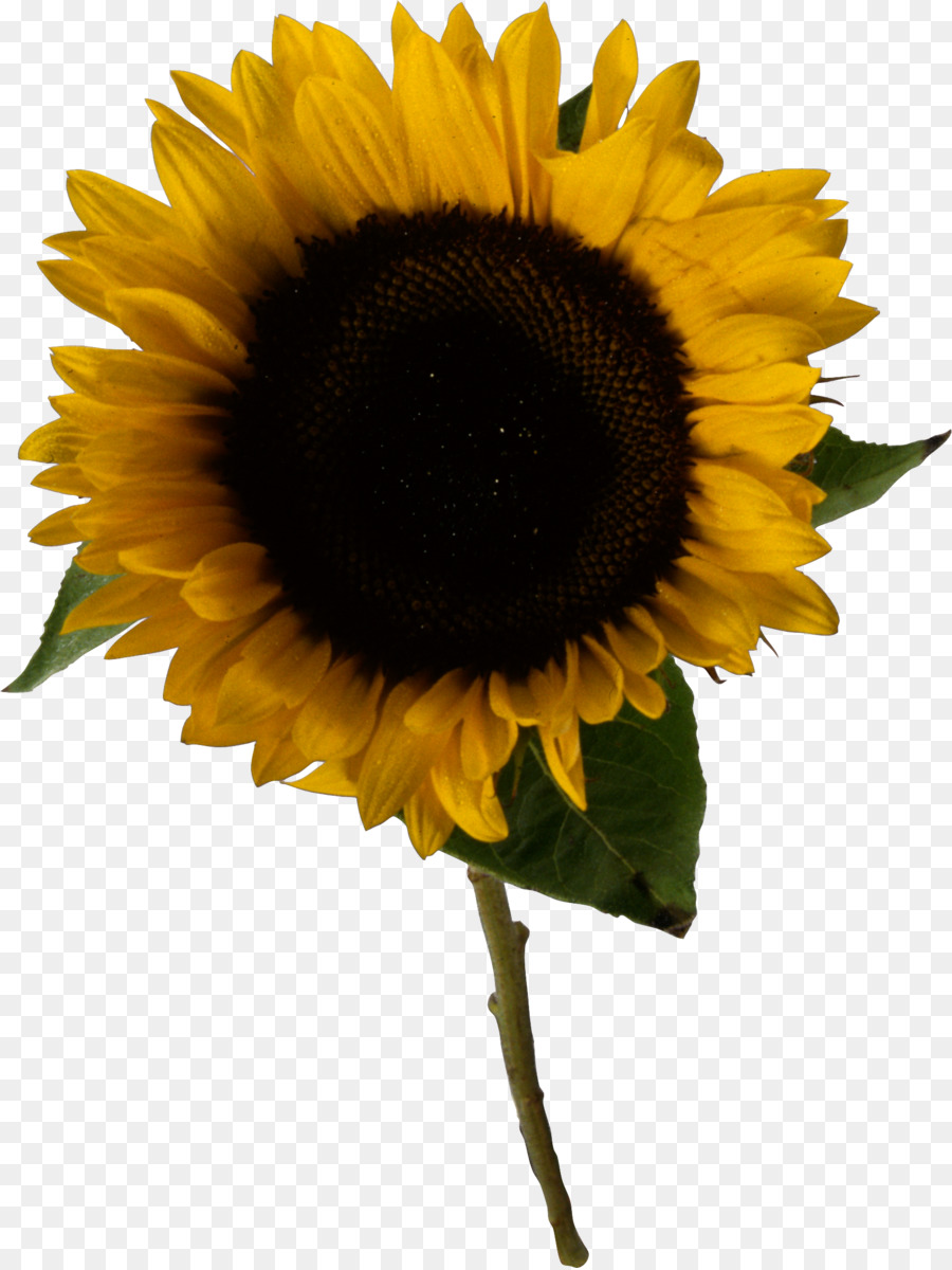 Comum De Girassol，Flor PNG