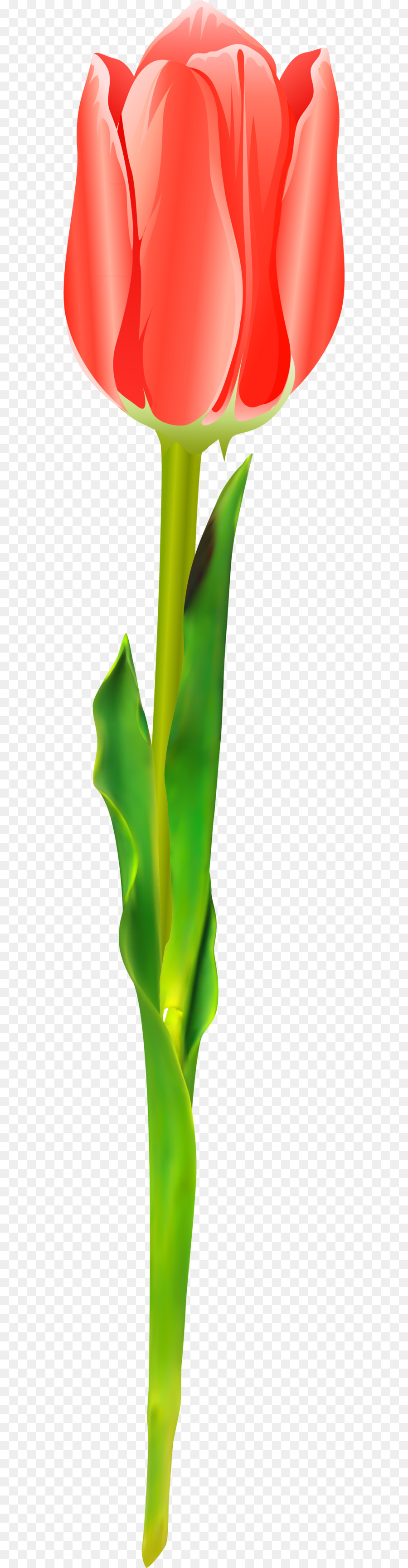 Tulipa Vermelha，Tronco PNG