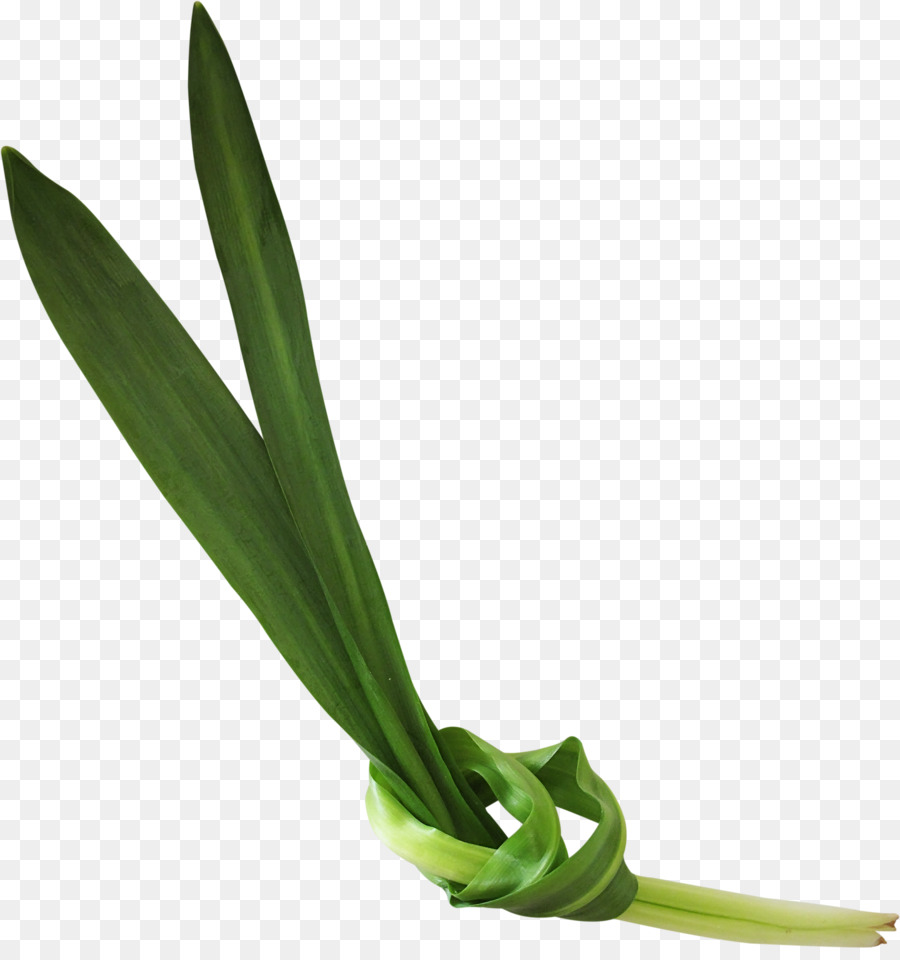 Allium Fistulosum，Folha PNG