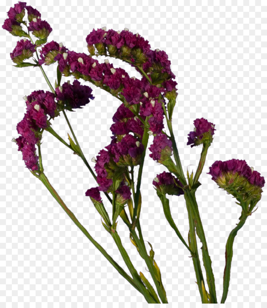 Flores De Corte，Lavanda PNG