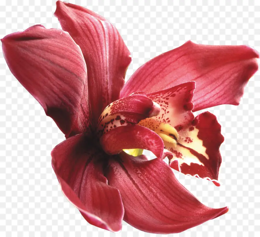 Orquídeas，Flor PNG