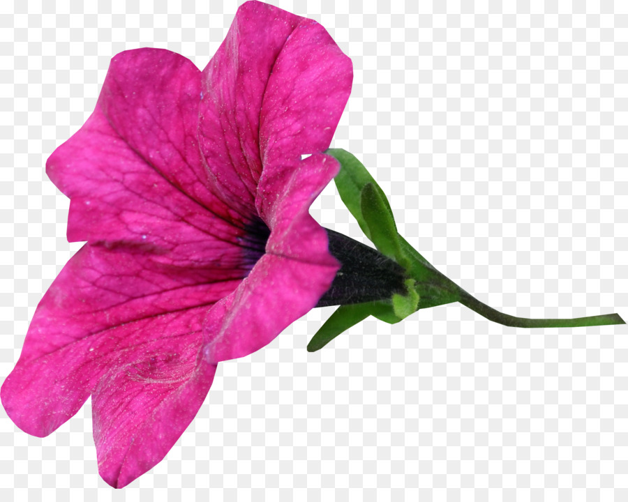 Flor，Semente PNG