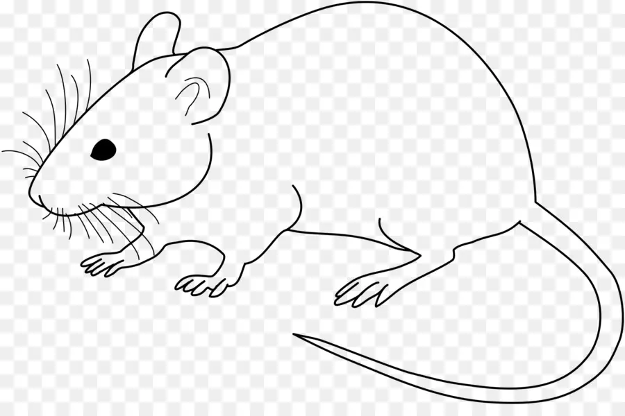 Mouse，Laboratório De Ratos PNG
