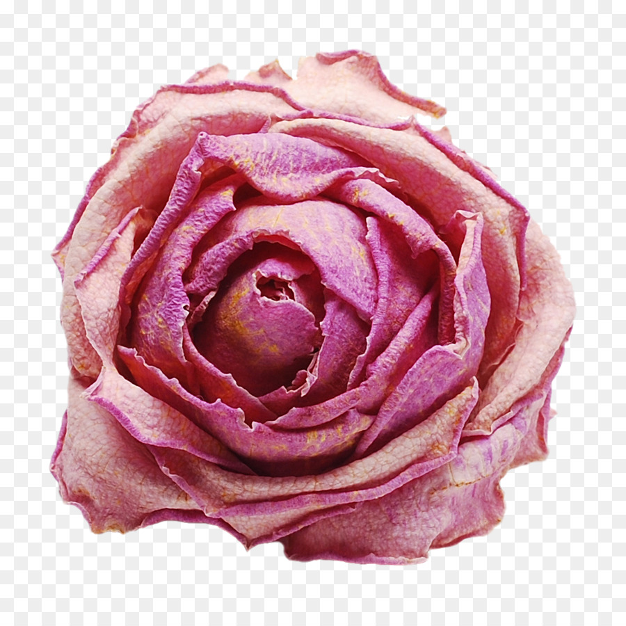 Rosa Negra，Escuro PNG