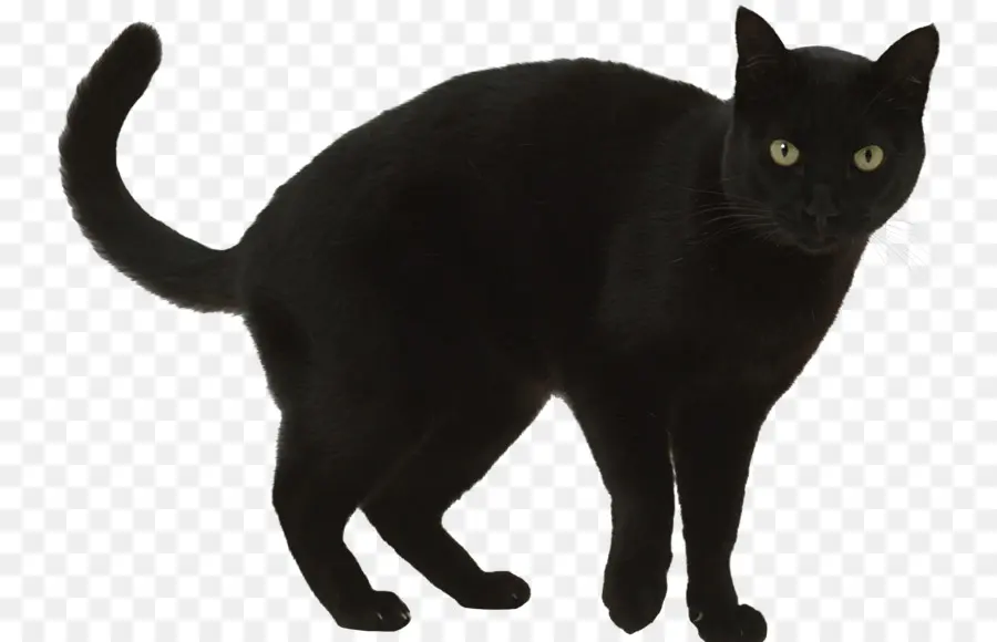 Gato，Gato Preto PNG