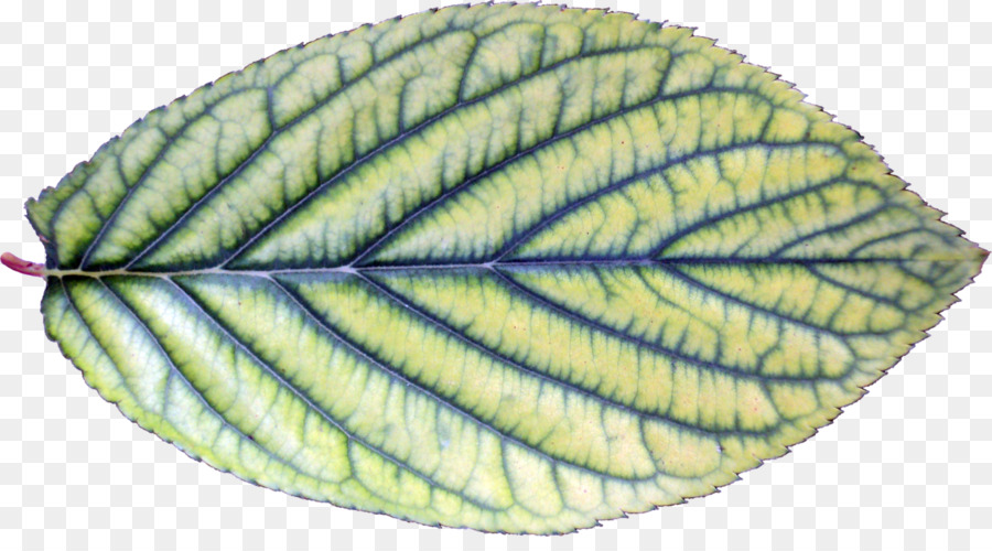 Folha Verde，Plantar PNG