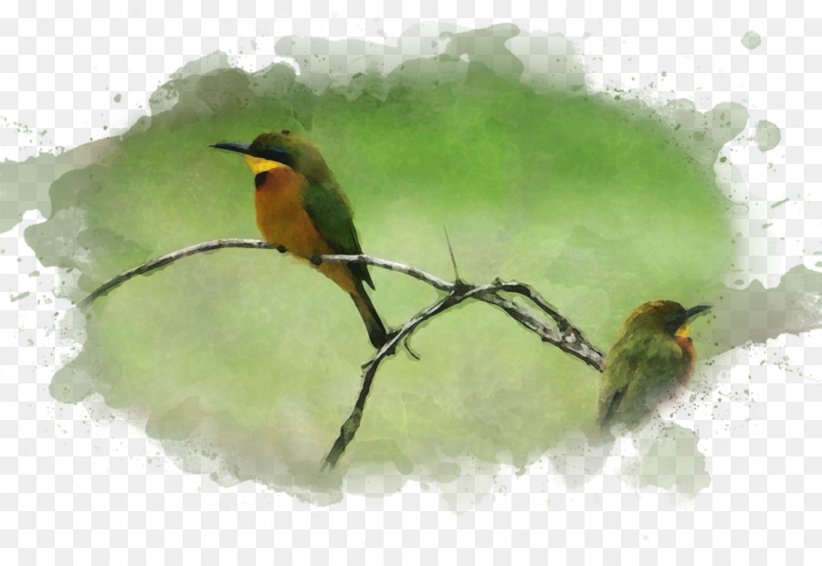 Aves，Pintura Em Aquarela PNG