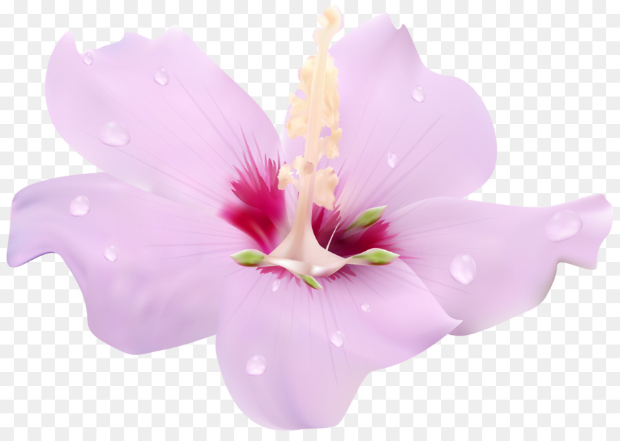 Flor，Hibiscus PNG