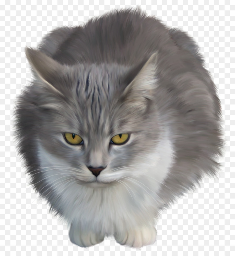 Maine Coon，Gatinho PNG