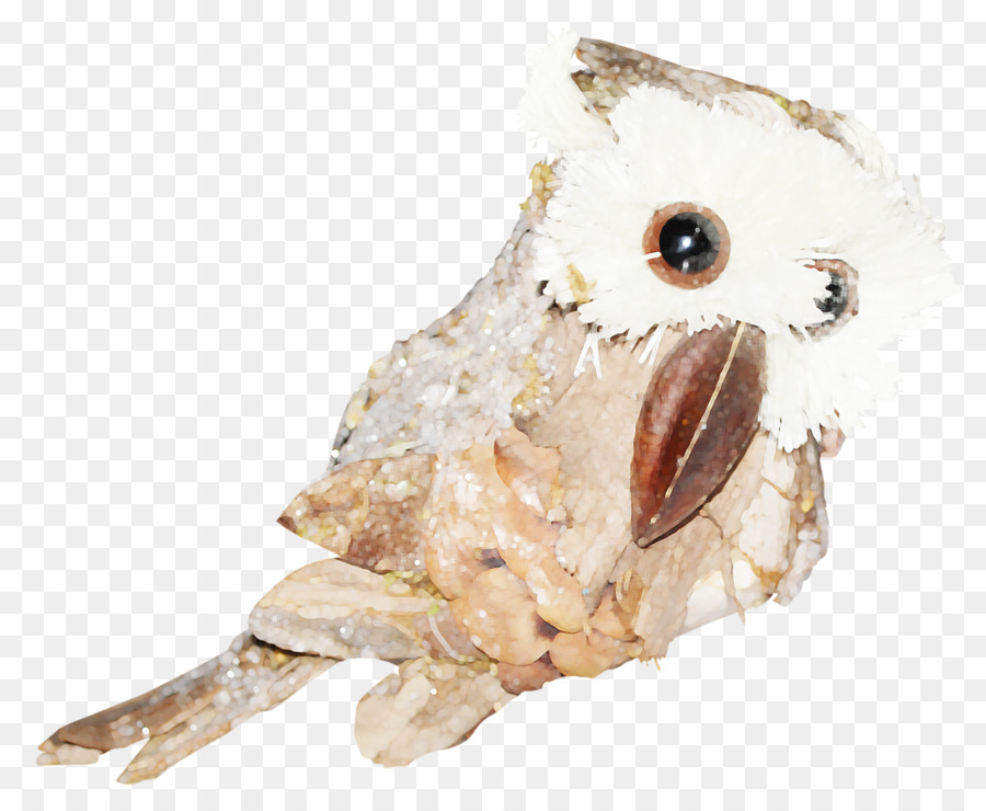 Aves，Coruja PNG