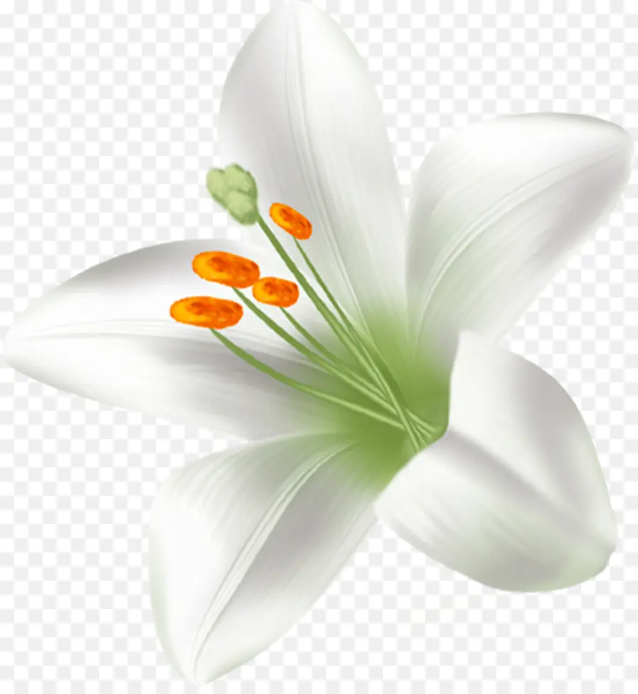 A Floração Da Planta，Flor PNG