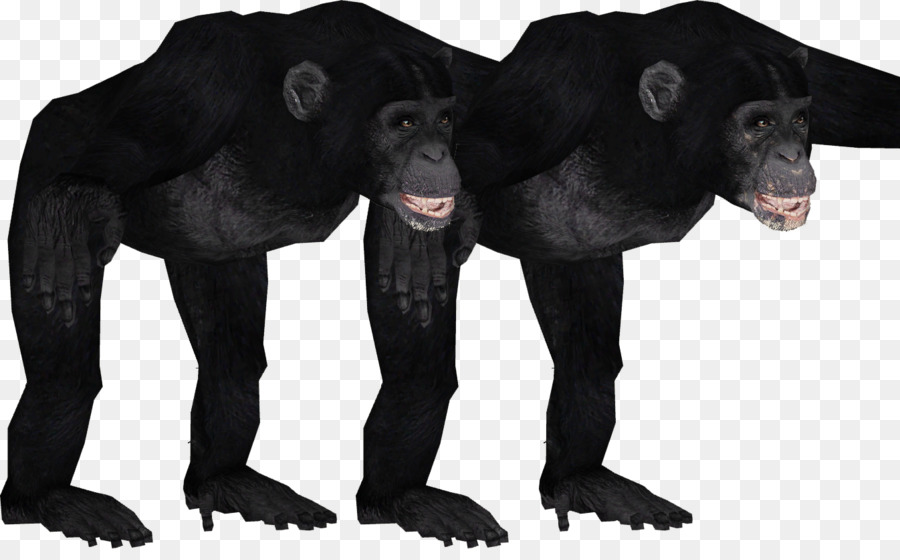 Gorila，Chimpanzé Comum PNG