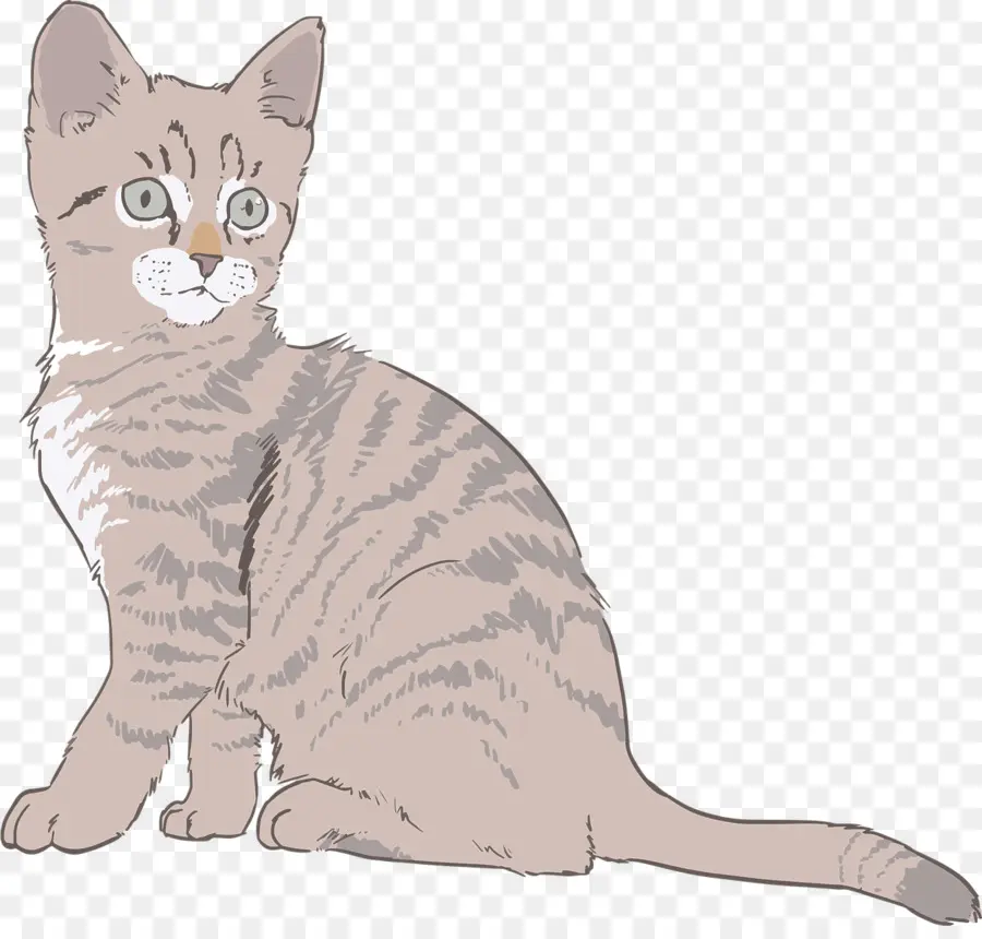 Gato Fofo，Gatinho PNG