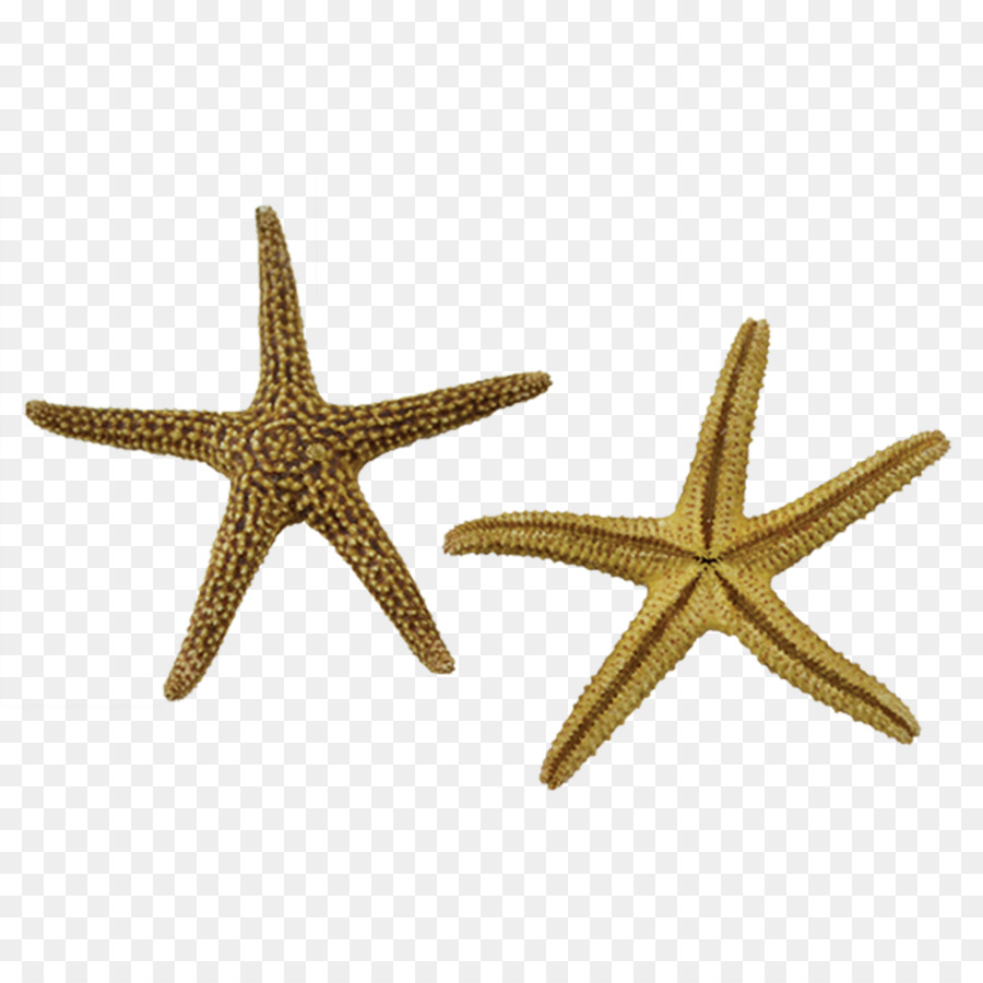 Estrela Do Mar，Invertebrados PNG