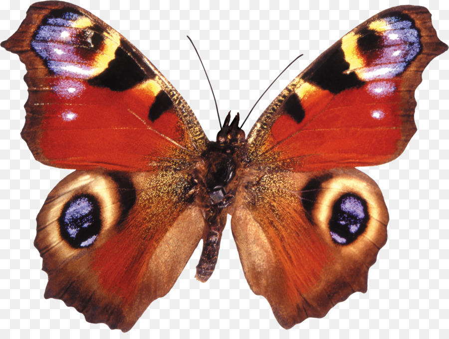 Borboleta，Inseto PNG