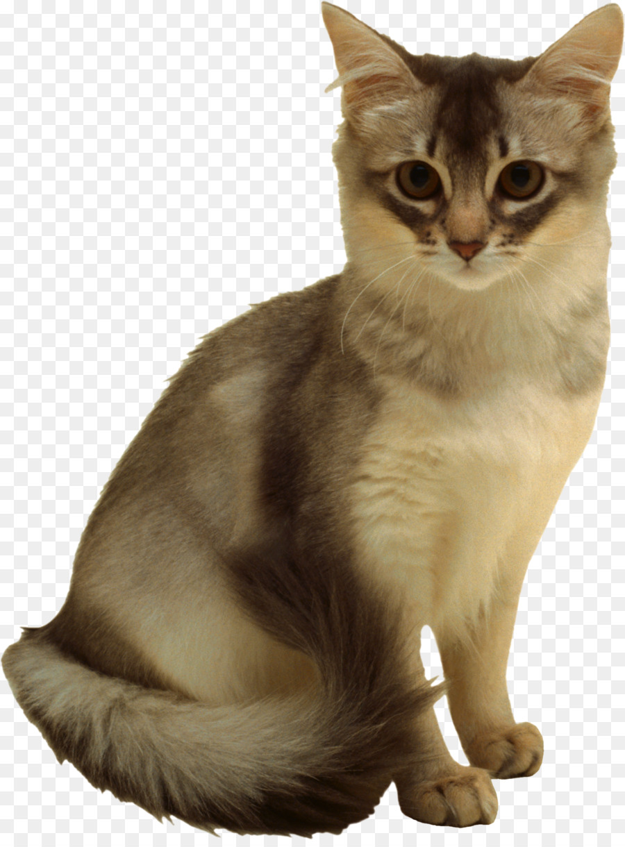 Gato，Felino PNG