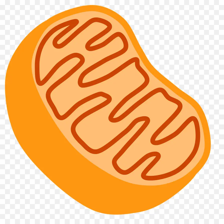 Mitocôndria，Organela PNG