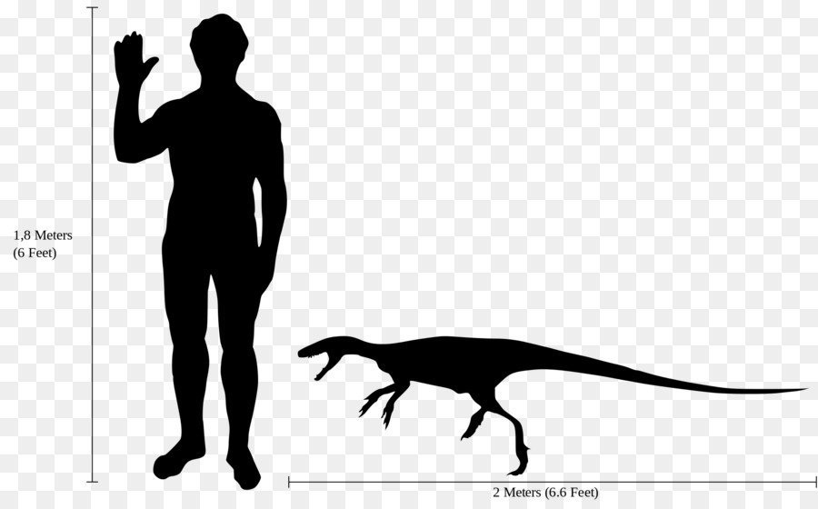 Dinossauro E Humano，Comparação PNG