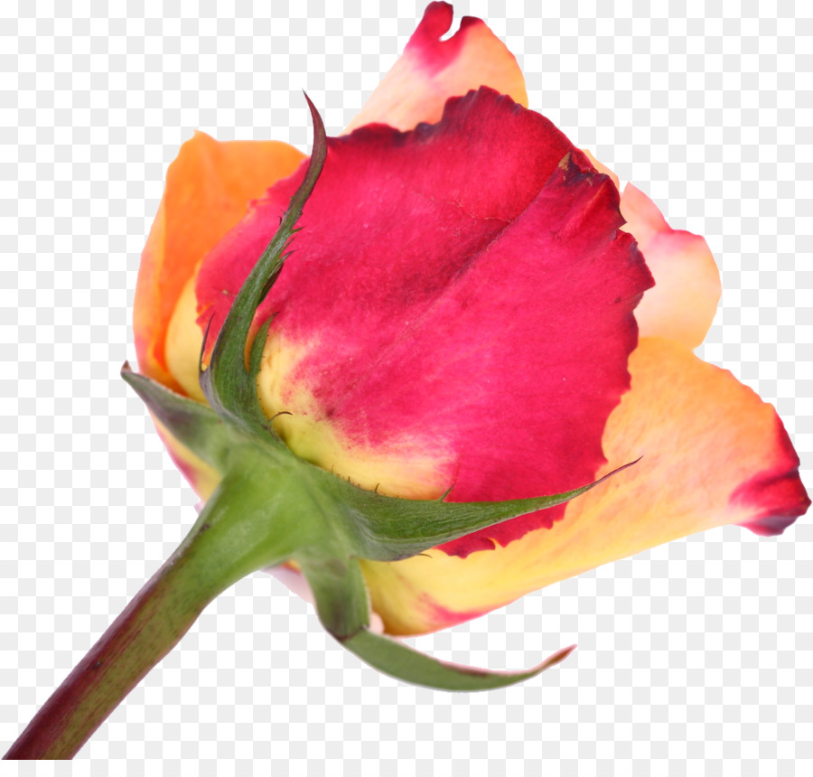 Rosa Vermelha，Florescer PNG