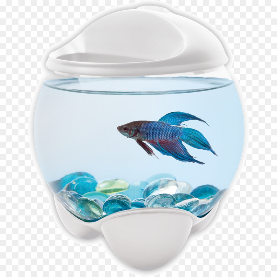 O Betta，Peixinho PNG