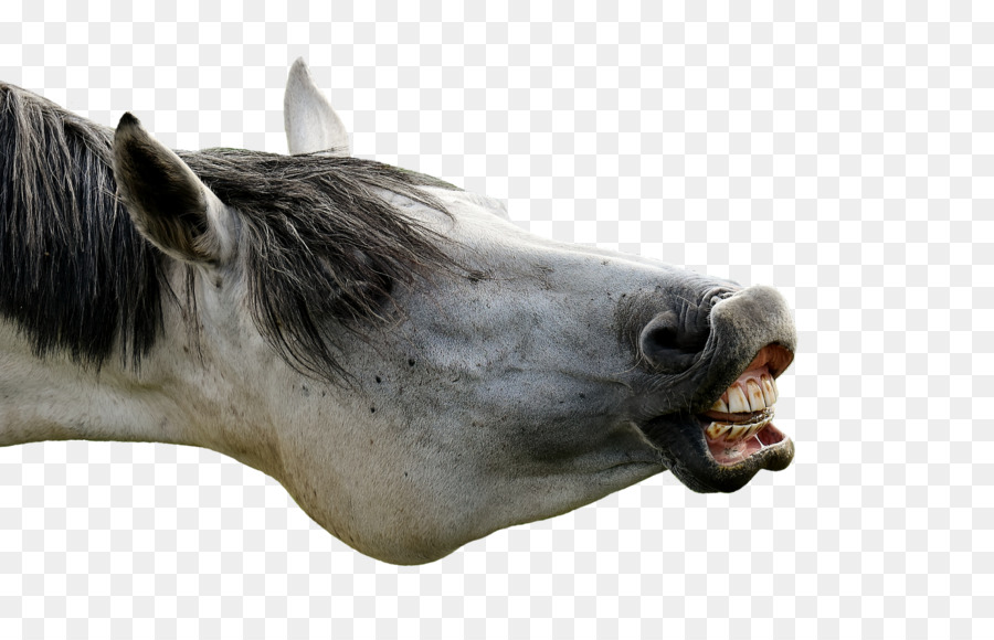 Cavalo，De Pônei PNG