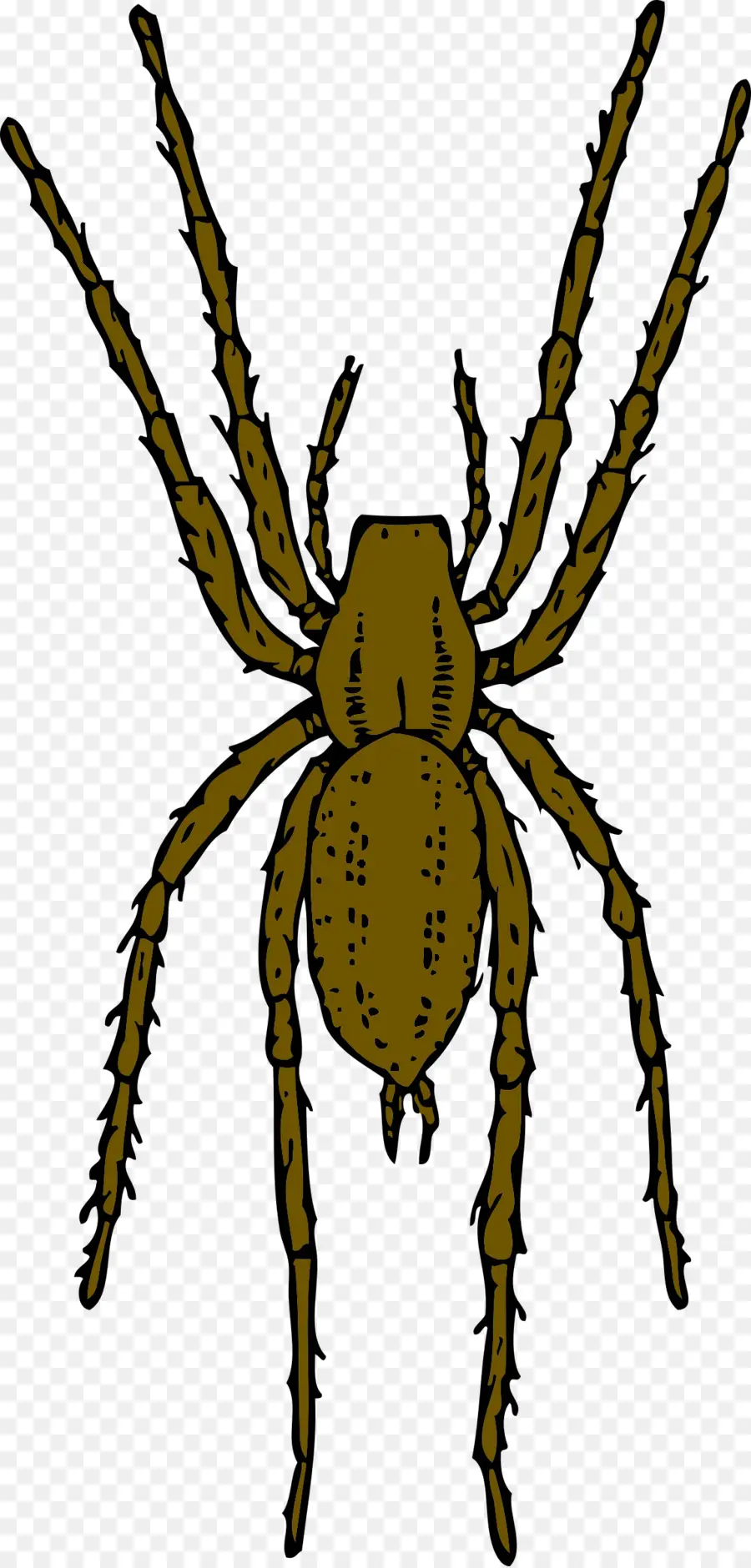 Aranha，Aracnídeo PNG